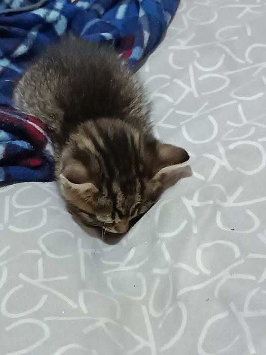 Котенок без породный