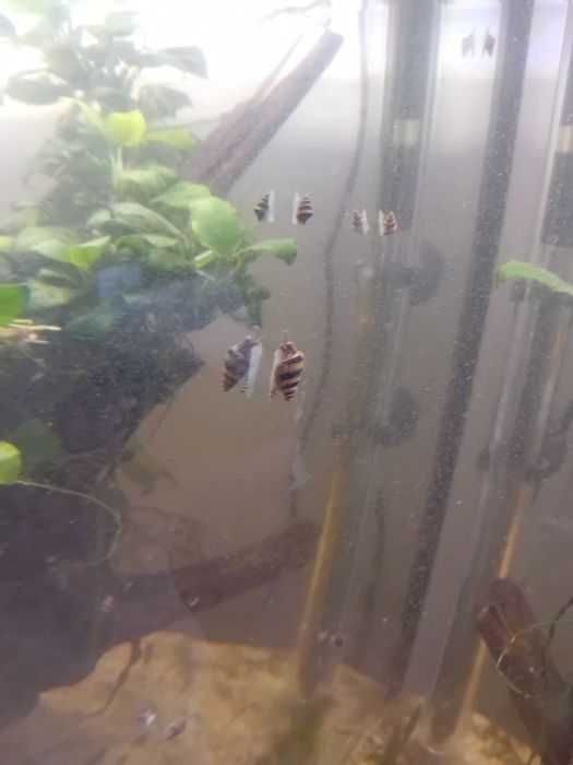 Melci asasini pentru acvariu. Omoară toți melcii comunitari