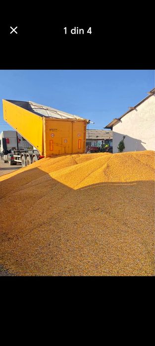 Vând porumb boabe preț 1 leu kg