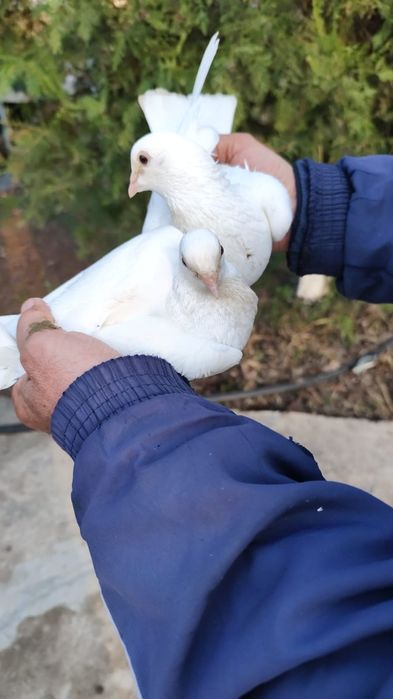 Голуби, вольные, летные, с игрой