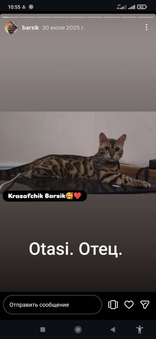 BENGAL narxini kelishamiz