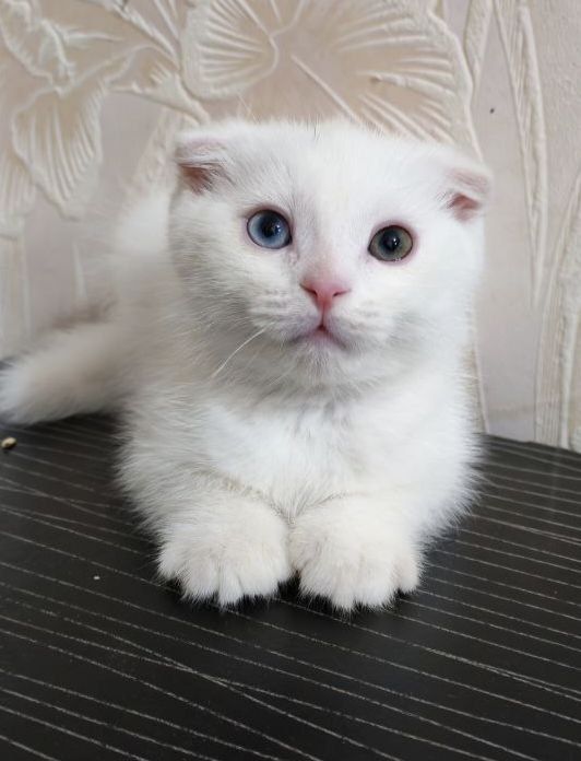 Скоттиш. Фолд. 2.ойлик. Мушук. Боласи  ақилли.