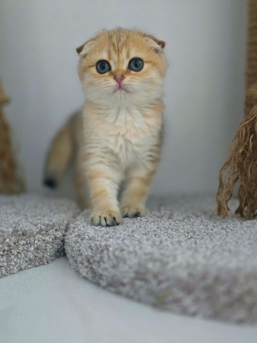 КоТяТа ШотЛандсКие золотые