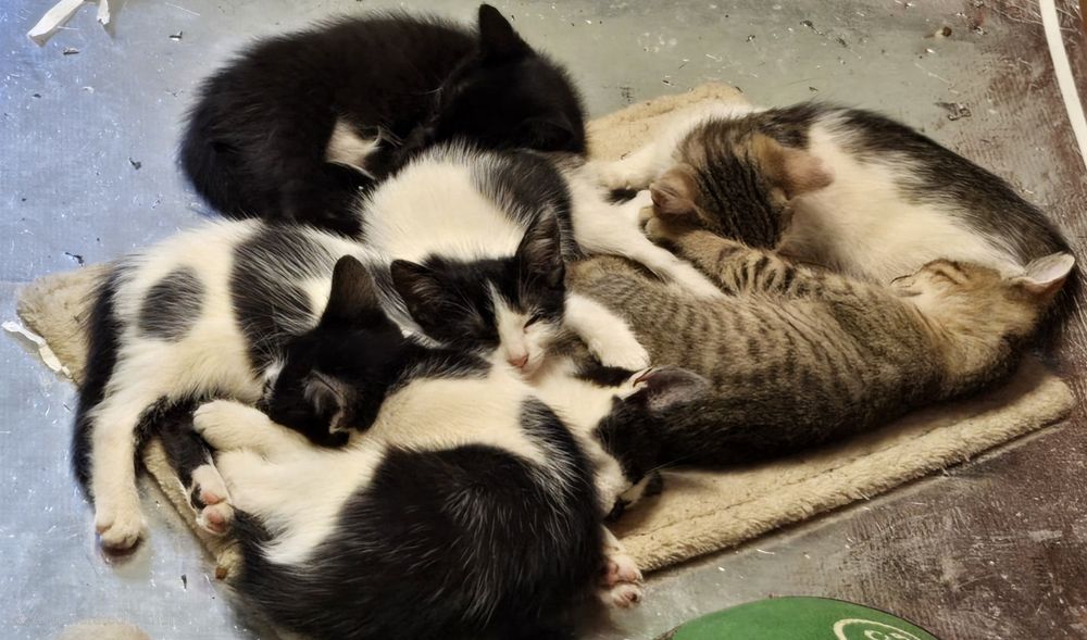 Pui de pisică pentru adoptie