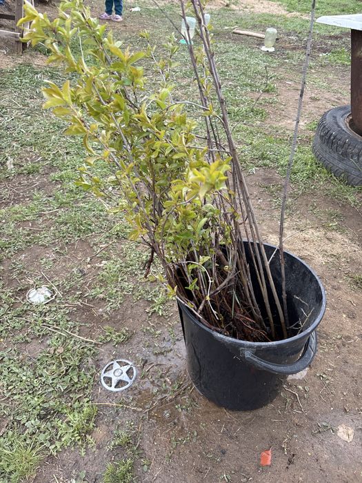 Вишня рассада по 400 тен