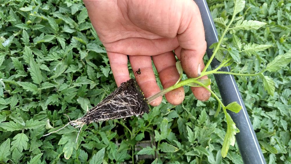 Разсад домати за пикиране!!!