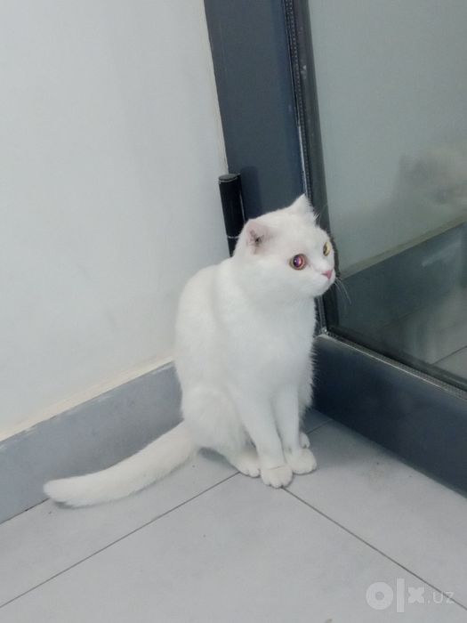 Mushuk shinshila oq