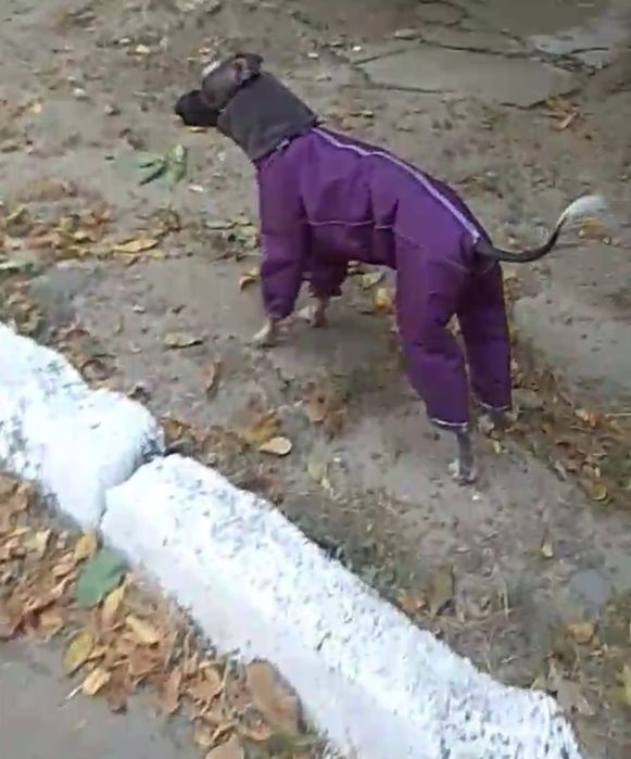 Одежда для собак,комбинезон для собак