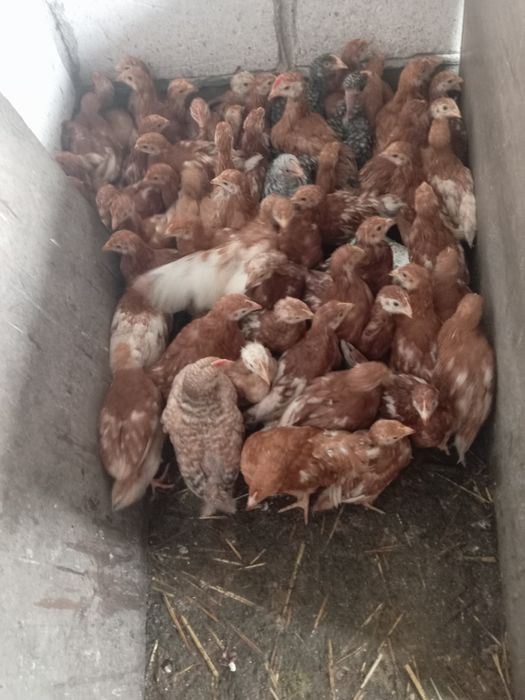 Puicute outoare issa brown 7 săptămâni