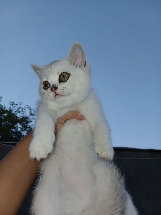 Serebristiy shinshilla qiz