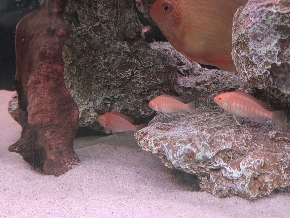 Красная орхидея, альбинос