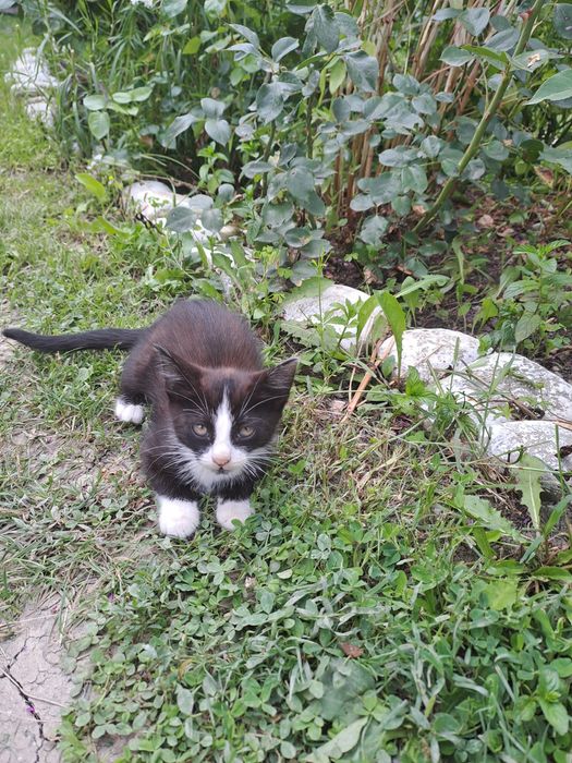 Pisoiași blînzi de vînzare