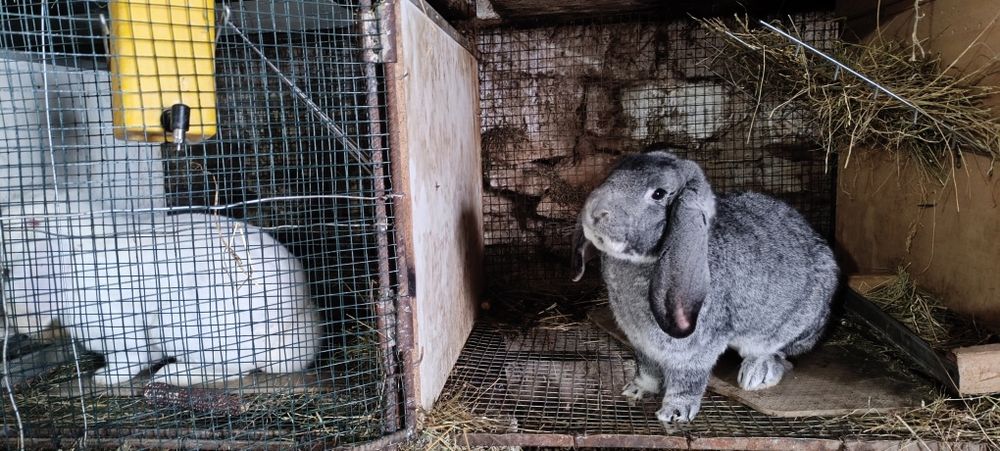 Iepurii Berbec German