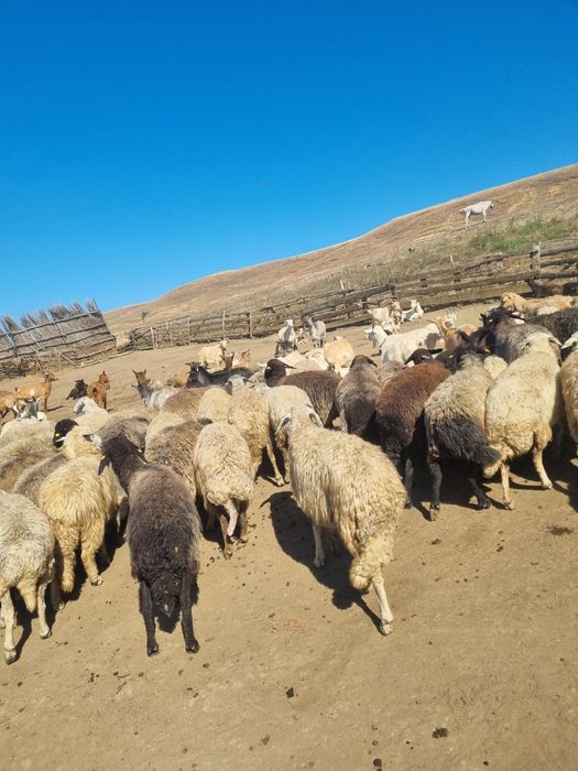Vând 50 si ceva de oi , si 50 si ceva de capre tot la grămadă,  mai multe detalii in privat!