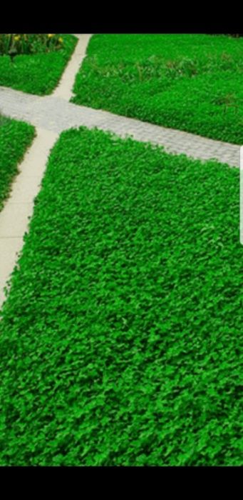 Белый клевер карликовый