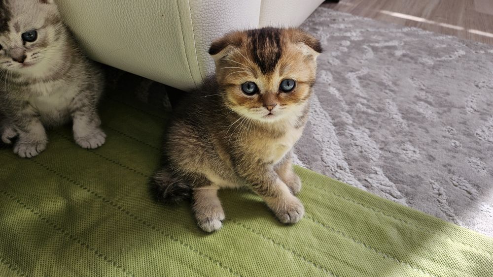Котята шотландской породы