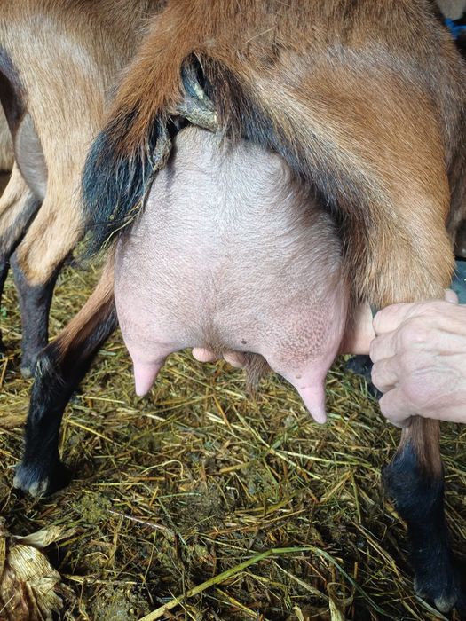 Capre Alpine Franceze