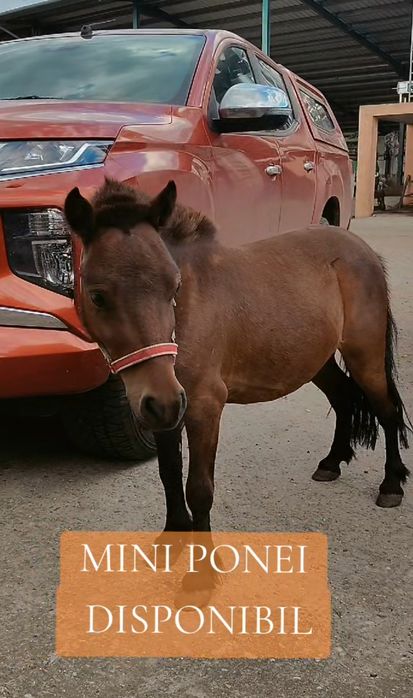 Ponei pitic / mini / toy / Cal Pitic