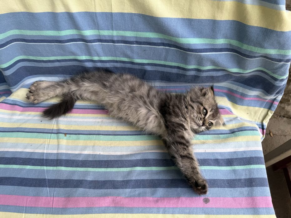 Котенок в добрые руки