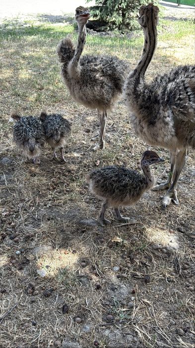 Страус африканский страусята туе кус