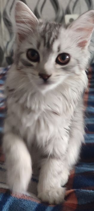 Отдам котенка в добрые руки