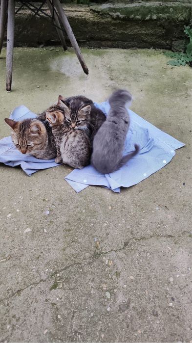 Pisicute care isi cauta o familie iubitoare