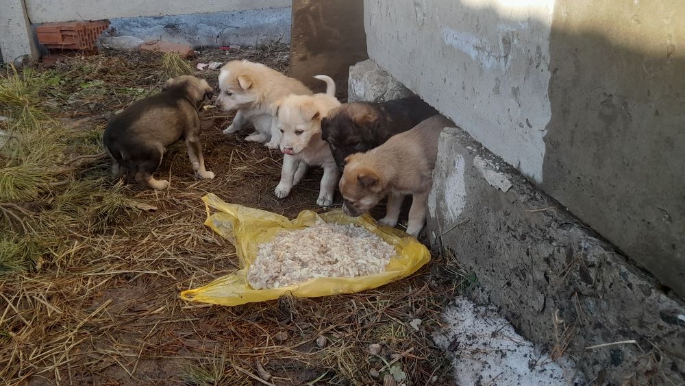 Щенки в ДОБРЫЕ руки