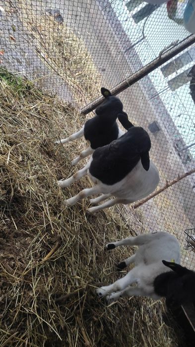 Дорпер кузилари сотилади