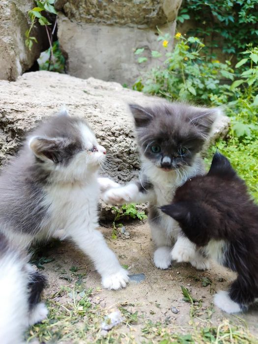 Котята в добрые руки