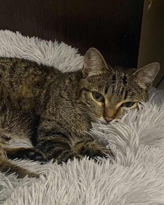 ИДЕАЛЬНАЯ кошечка ищет добрый дом!