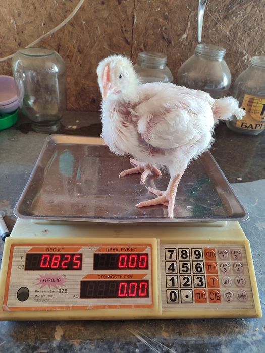 Продам белорусского бройлера