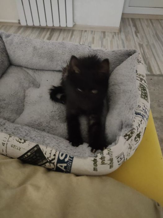 Котенок девочка ищет дом