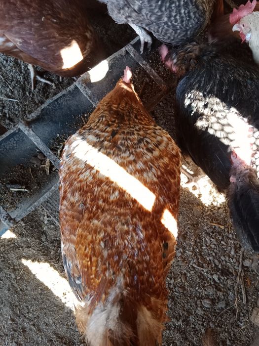 Петухи Бильфелдер