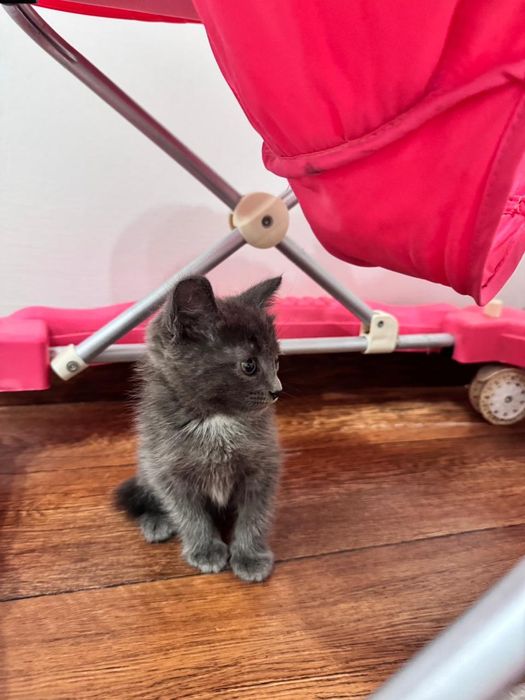 Котенок домашние