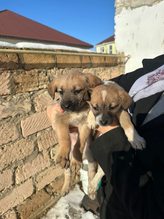 Отдам в добрые руки щенка (девочки)