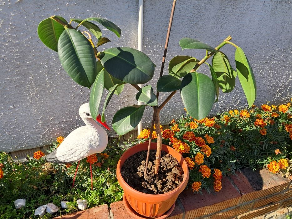 Фикус. Домашние цветы