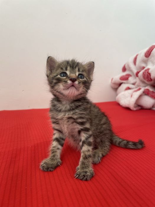 Котенок, девочка