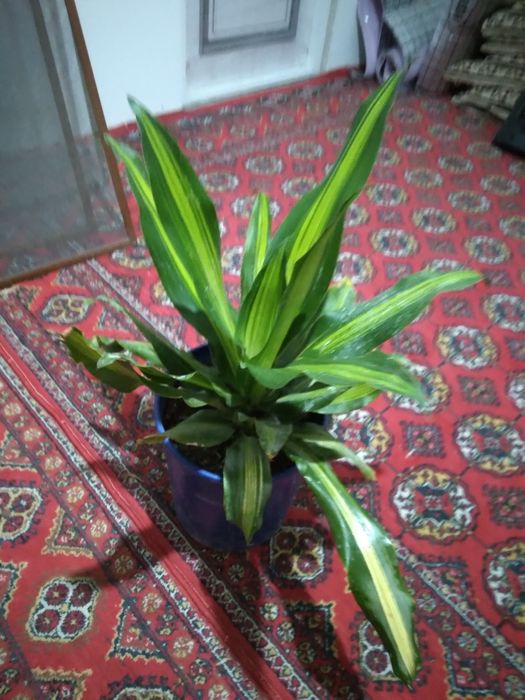 Гуллар цветы домашные хонаTabby òģitlar blan parvarishlangan xona gu