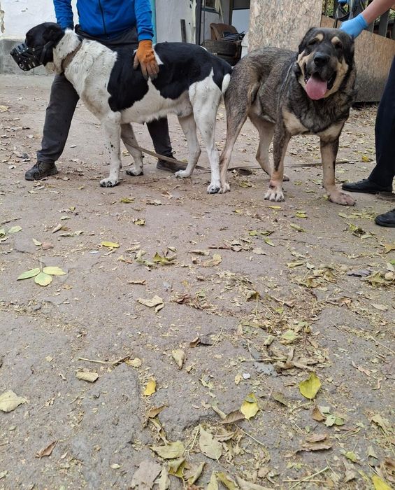 Продам щенка алабая