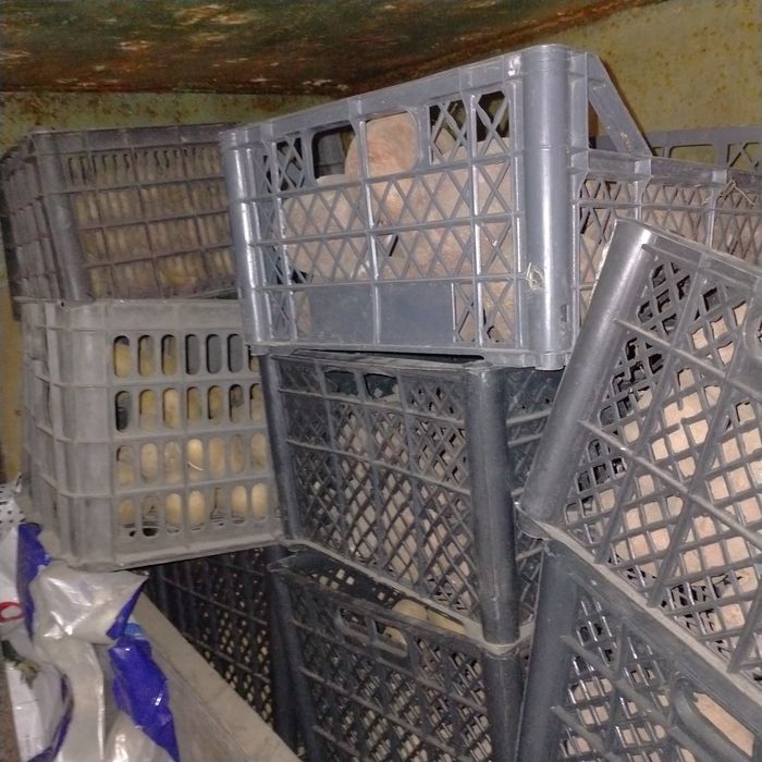 Продам домаший картофель