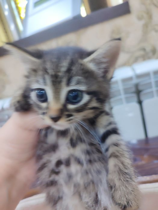 Отдадим котят в хорошие руки.Котята кушают,ходят на песок .Здоровые.