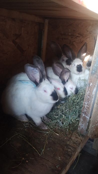 Iepuri Uriaș de Transilvania