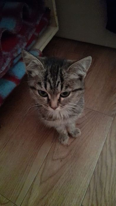 Котенок        .