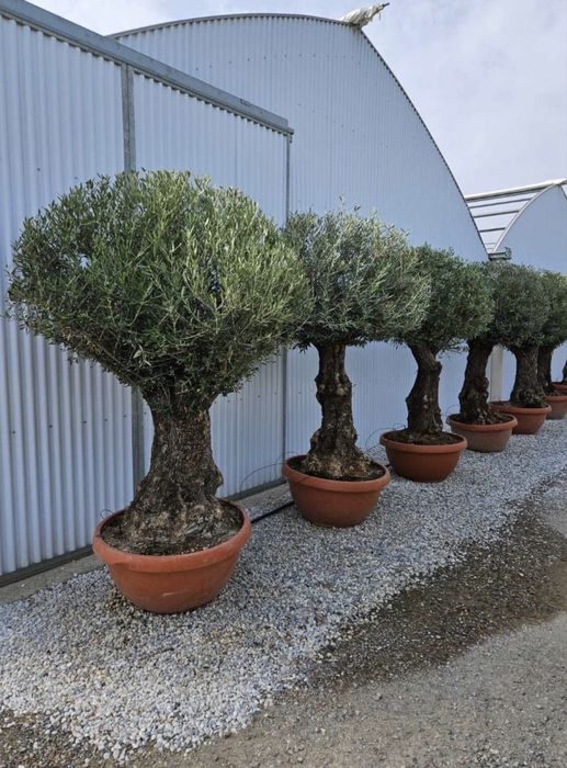 Vand maslini seculari si bonsai