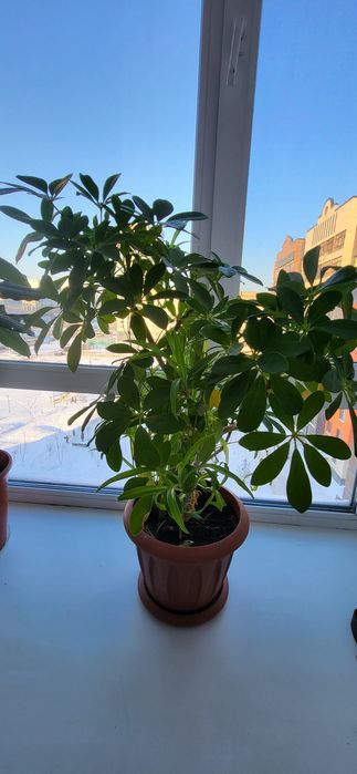 Комнатные цветы живые