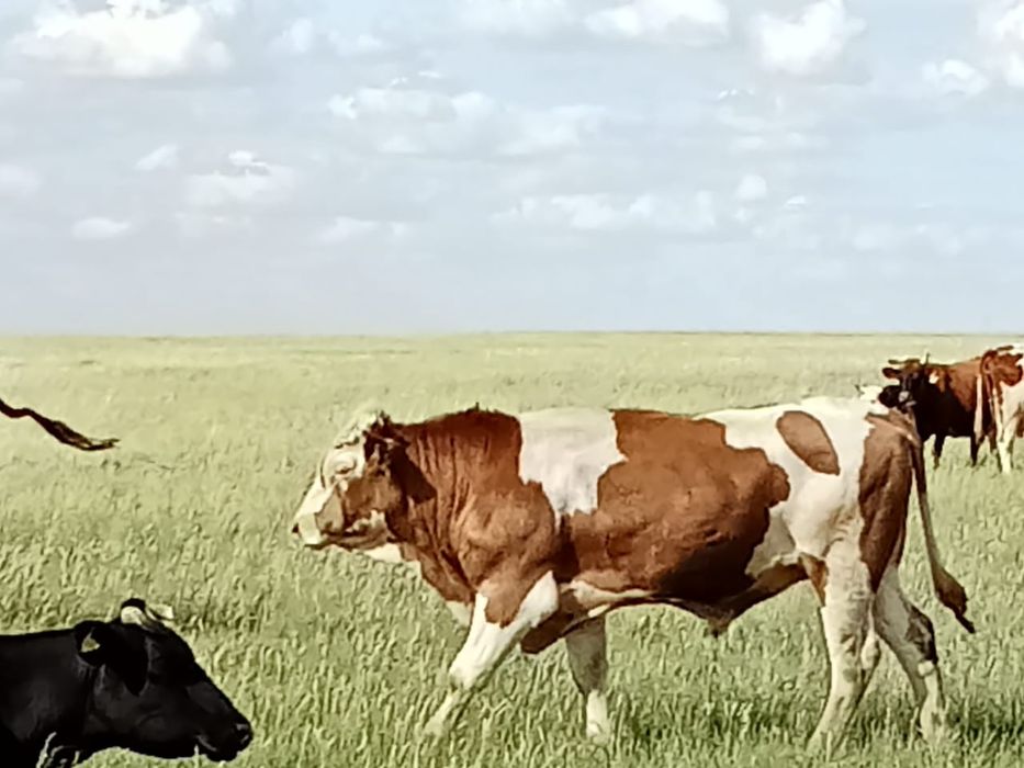 Продам быков симментальской породы