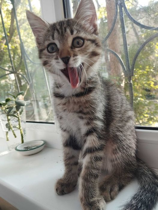 Отдам котенка в добрые руки