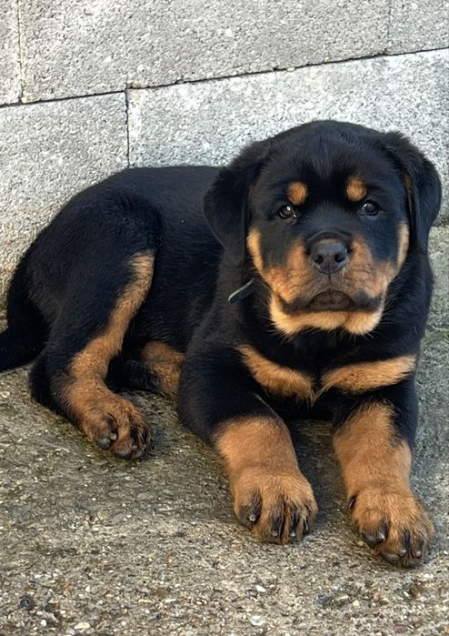 Pui rottweiler cu Pedigree Talie mare