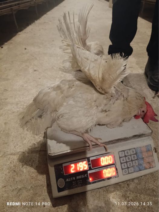 Несушка сатылымда