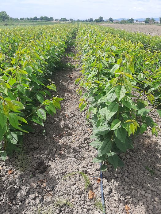 Pomi fructiferi certificati